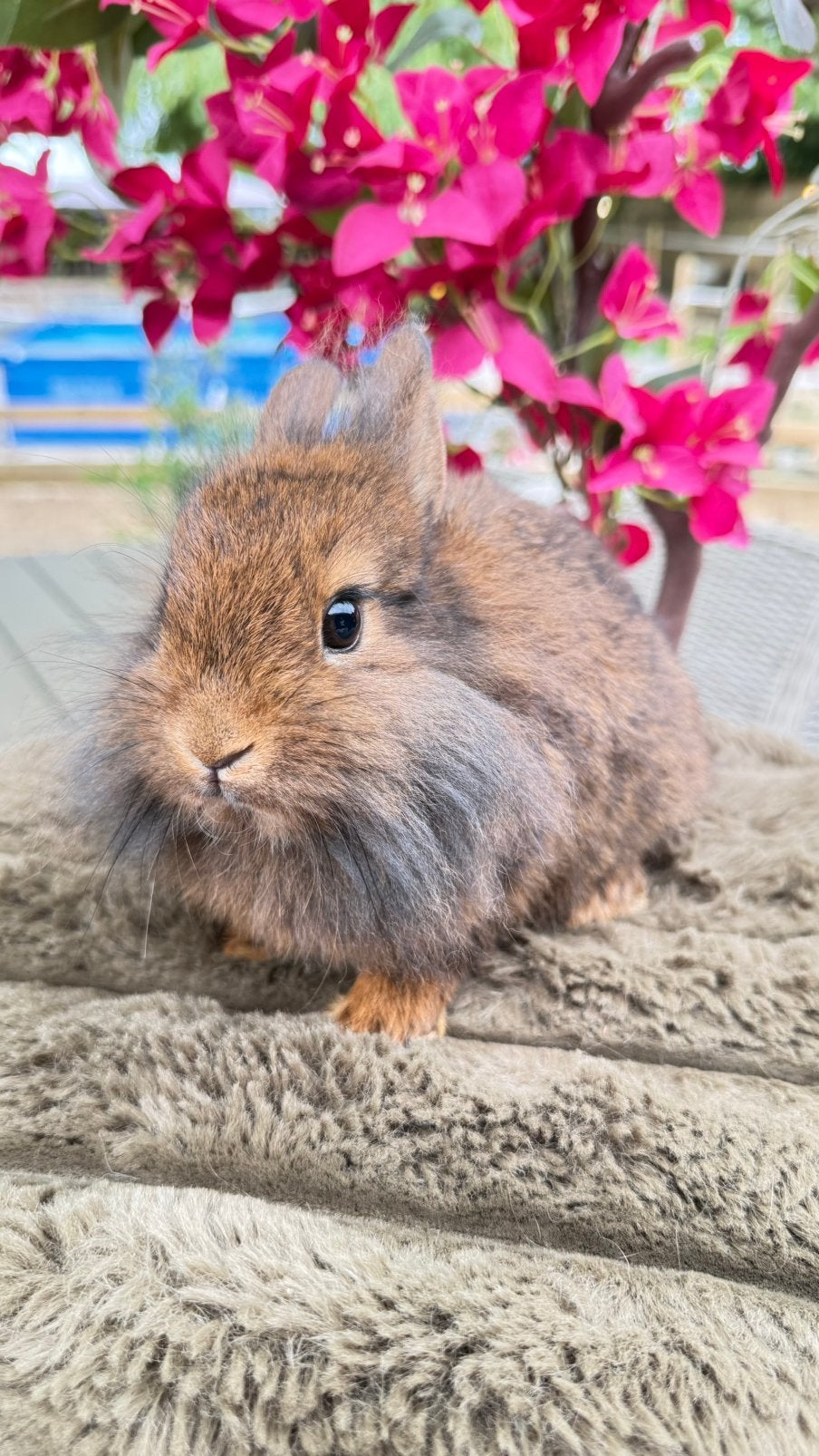 Deze schattige voedster mag verhuizen, Dieren en Toebehoren, Konijnen
