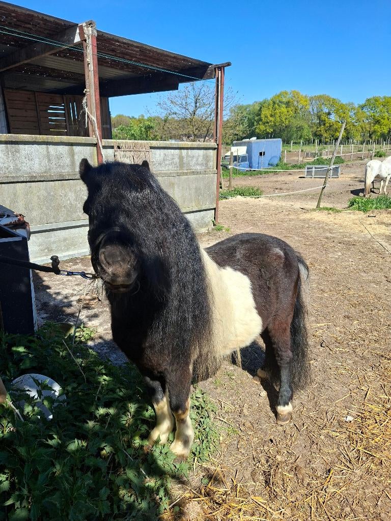 Shetlander dekhengst, Hengst