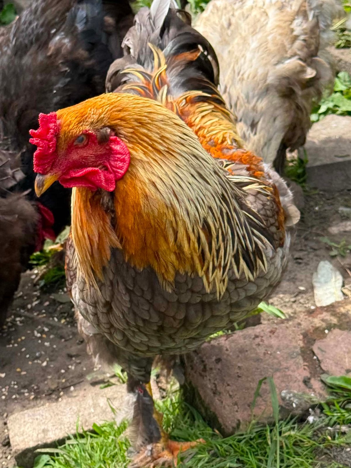 2 Brama hanen zoeken een goede thuis, Dieren en Toebehoren, Pluimvee, Mannelijk