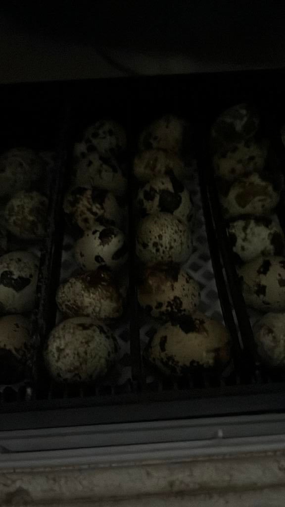 Japanse JUMBO Kwartels(reserveren)