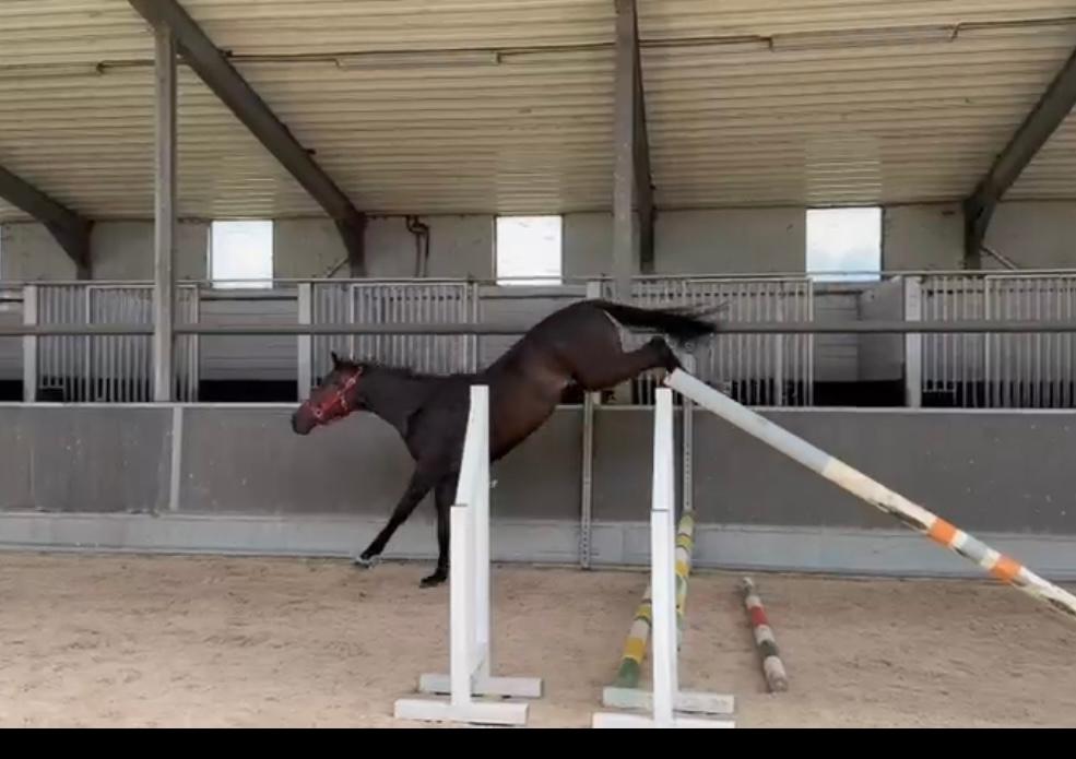 3 jarige talentvolle merrie, Dieren en Toebehoren, Paarden, Merrie, Springpaard, Met stamboom, 3 tot 6 jaar