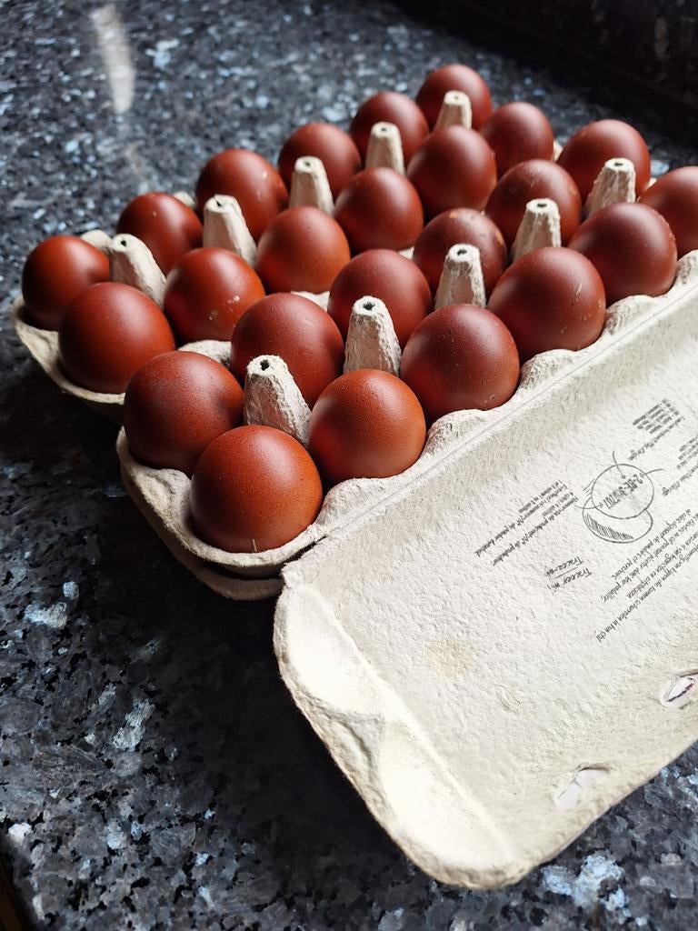 Oeufs à incuber : marans, col cuivré noir, Animaux & Accessoires
