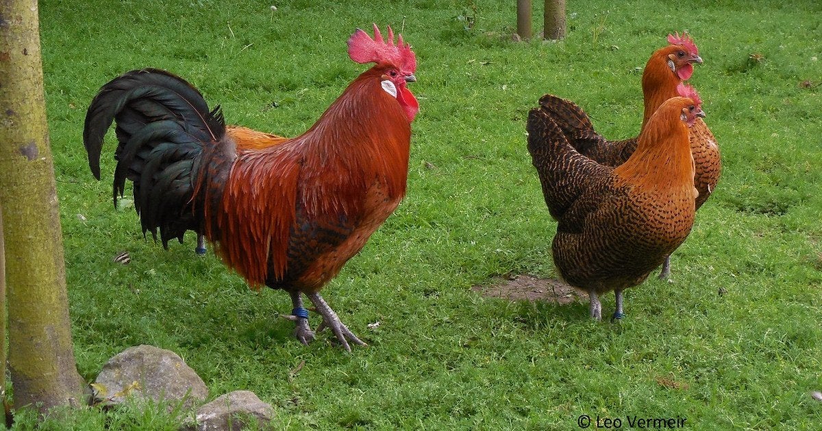 Zingems leghoen