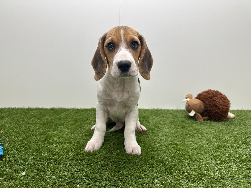 Chiots Beagle, Animaux & Accessoires, Chiens | Beagles, Bassets & Chiens courants, Plusieurs animaux, Beagle, Éleveur | Professionnel