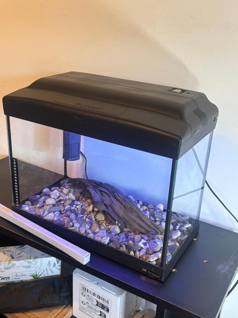 20L aquarium compleet, Enlèvement, Accessoires inclus, Comme neuf, Aquarium d'eau douce rempli