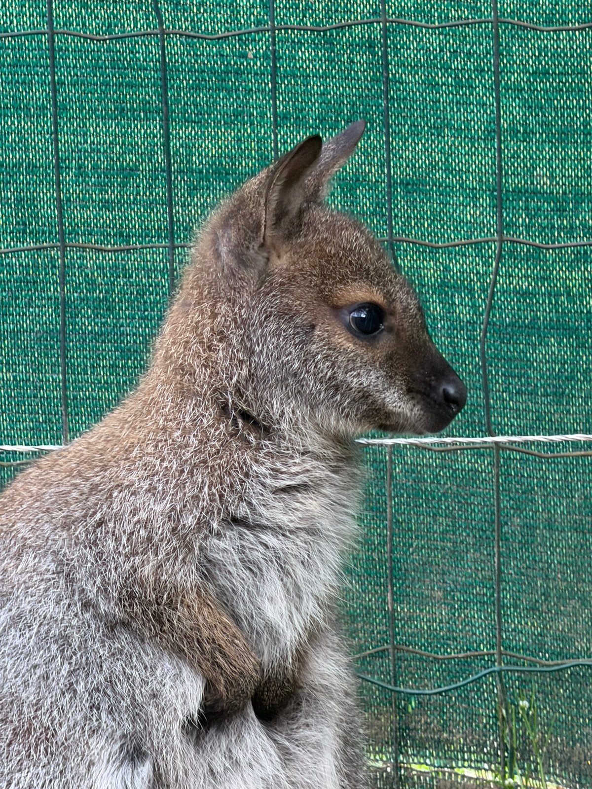 Joli wallaby Mickey à la recherche d'une maison, Animaux & Accessoires, Mâle, Février, Domestique, Autres types