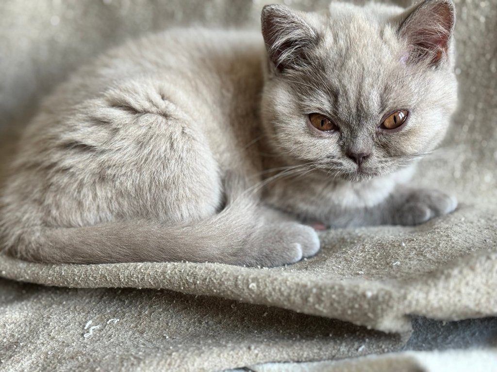 Britse korthaar kitten, Animaux & Accessoires, Chats & Chatons | Chats de race | Poil ras, Chatte ou Chat, Avec pedigree, 0 à 2 ans