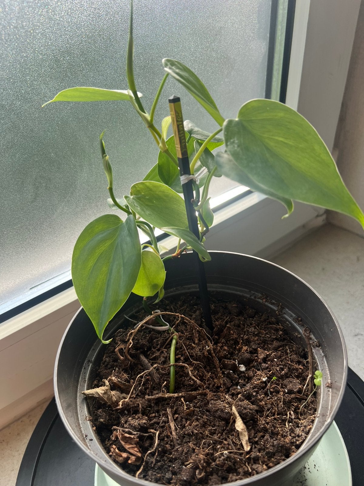 Philodendron en pot à saisir ! Magnifique plante d'intérieur, Enlèvement, En pot
