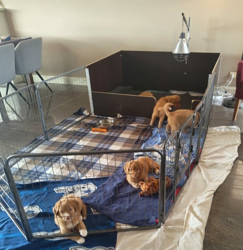 Werpkist met puppyren en warmtelamp, Ophalen