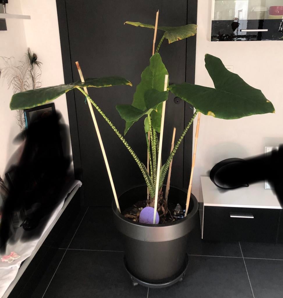 Prachtige kamerplant Alocasia olifantsoor incl pot, Ophalen