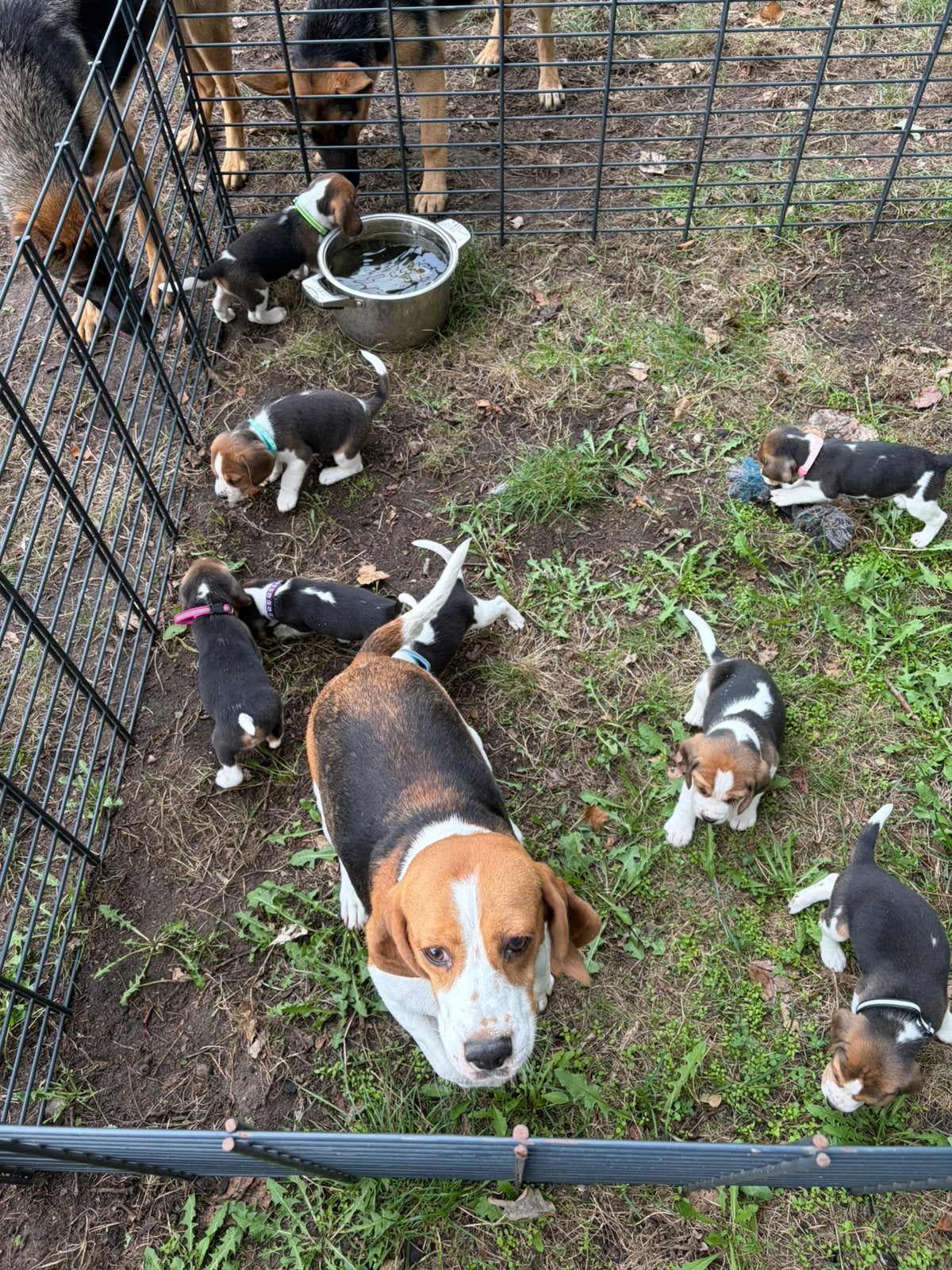 Speelse Beagle pups, Beagle, Plusieurs, Belgique, Plusieurs animaux
