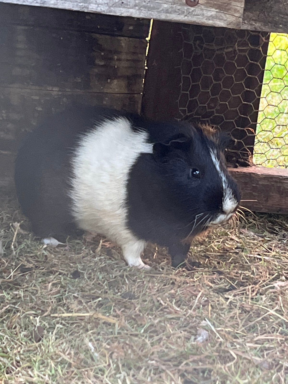 mannelijke cavia, Dieren en Toebehoren