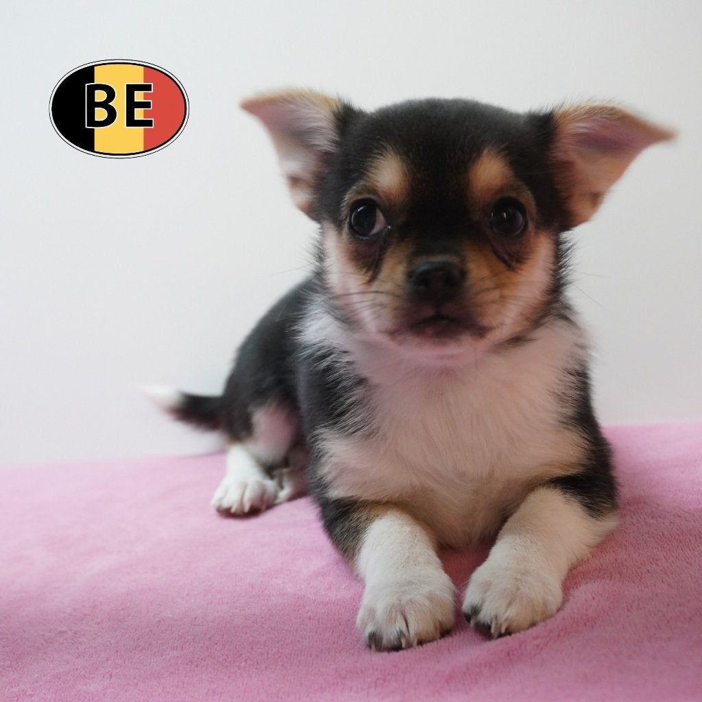 "type" Chihuahua, chiots à vendre (femelles, belges), Commerçant, Maladie de Carré (chiens), Chienne, Belgique