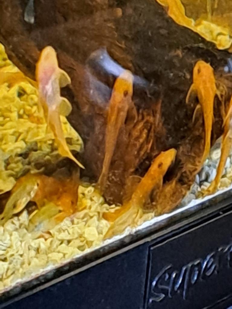 Red ancistrus, Dieren en Toebehoren