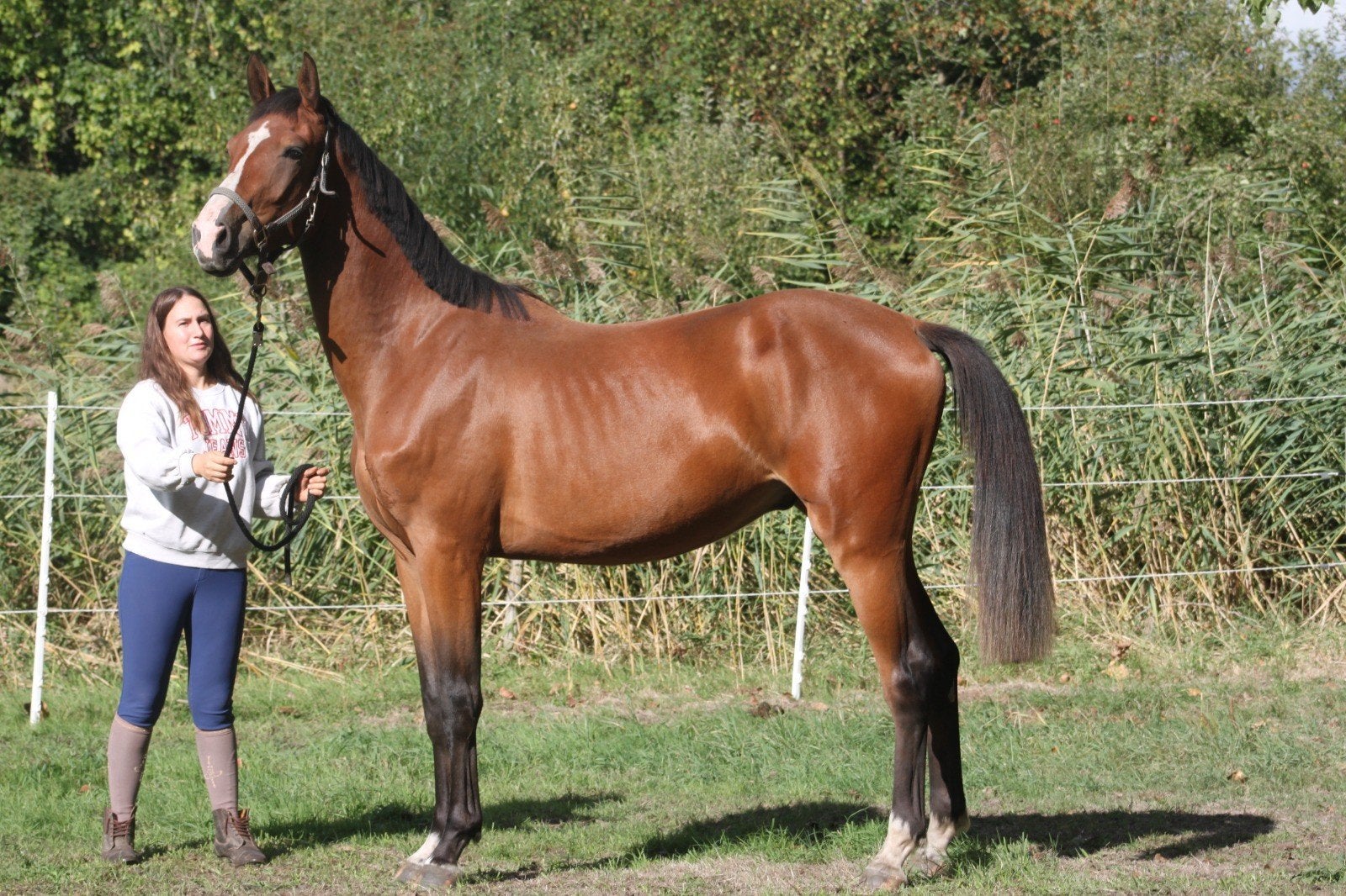 2 jarige ruin te koop, Dieren en Toebehoren, Springpaard, Met stamboom, Ruin, 0 tot 2 jaar