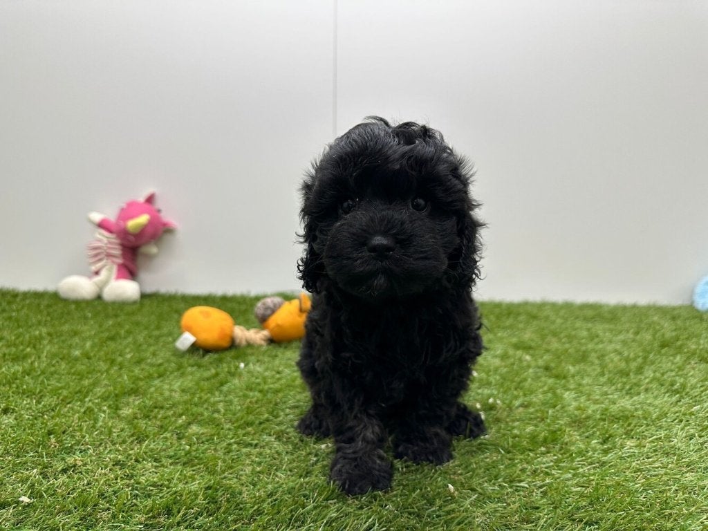 Cavapoo pups, België, 8 tot 15 weken, Parvo, Meerdere