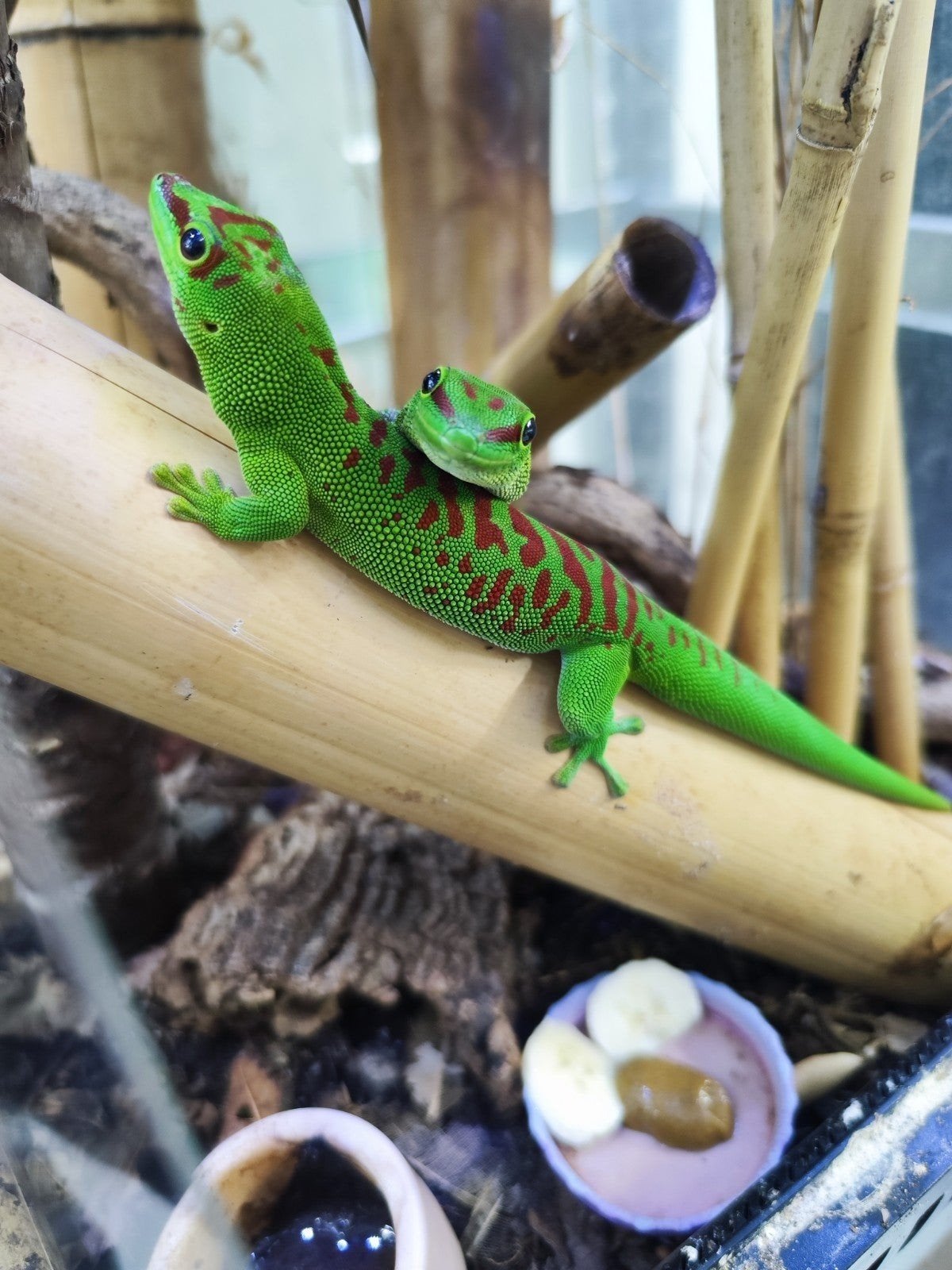 phelsuma Grandis, 0 à 2 ans