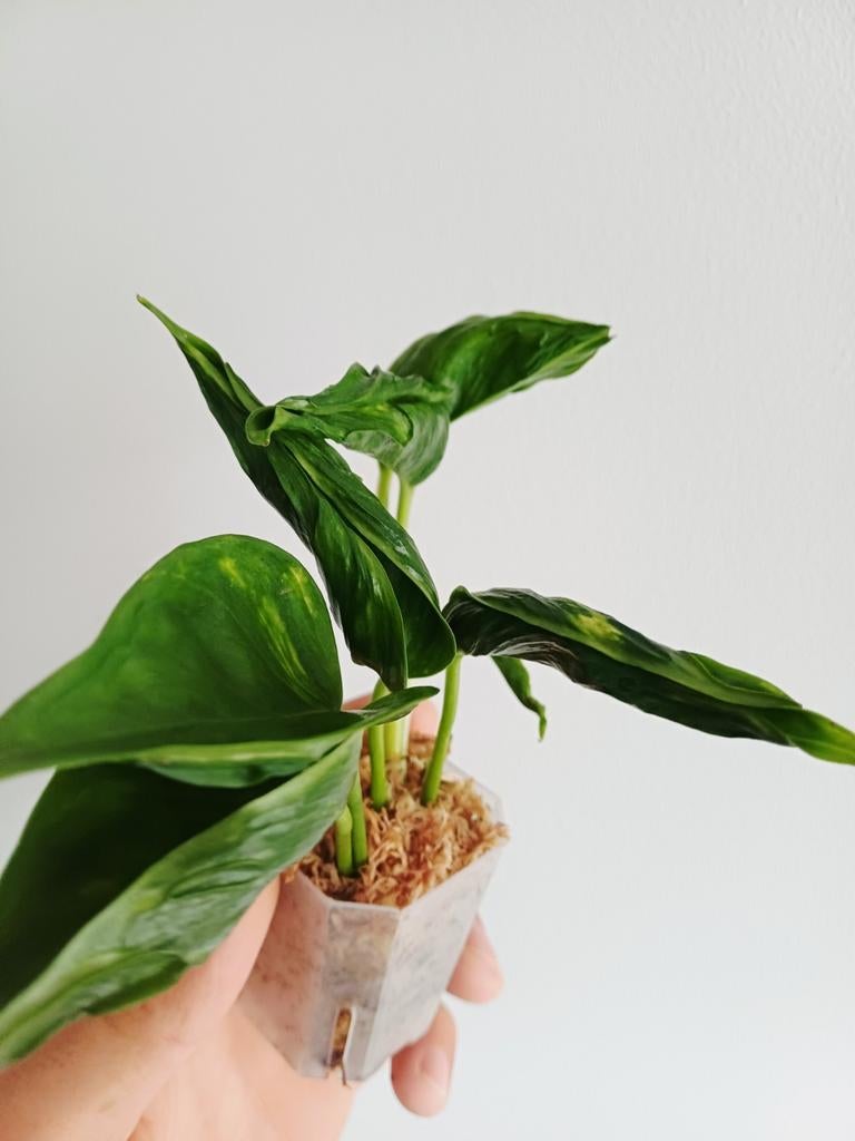 Epipremnum Shangri La variegata, Huis en Inrichting, Kamerplanten, Overige soorten, Minder dan 100 cm, Groene kamerplant, Halfschaduw
