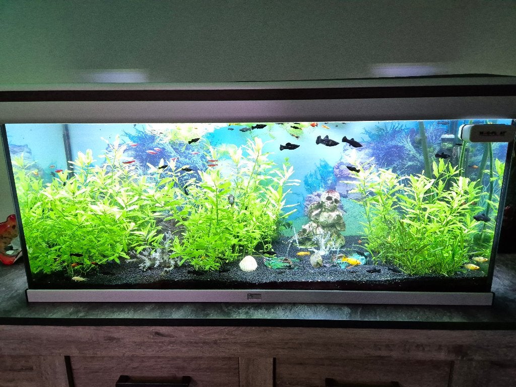 Vissen, Vis, Zoetwatervis