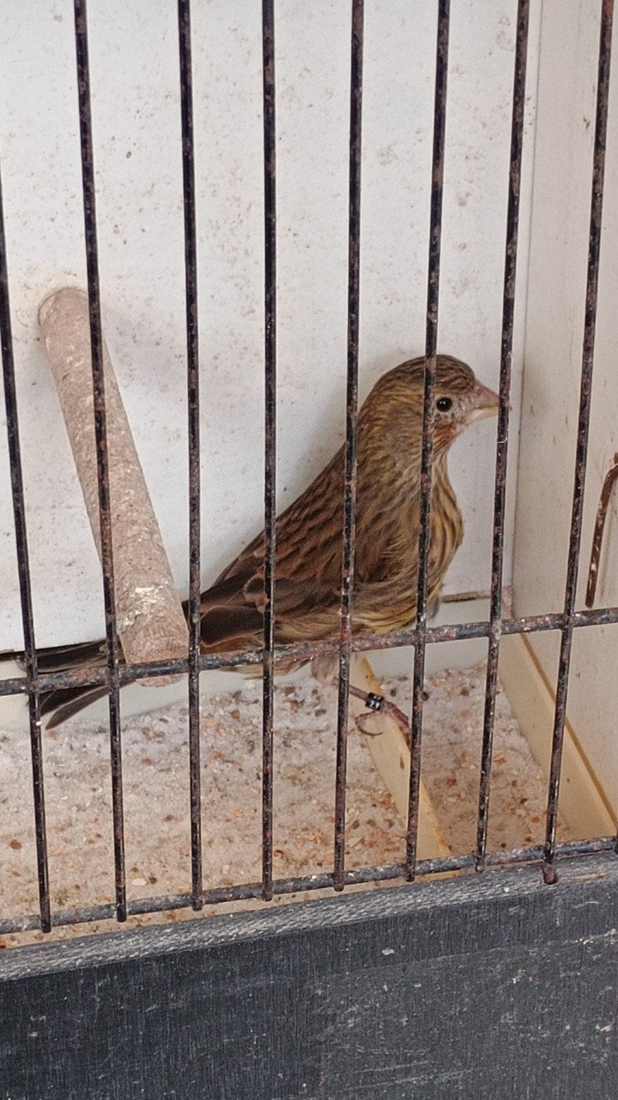 Popjes kruising van Mexicaanse roodmus man en kanarie pop, Animaux & Accessoires, Oiseaux | Canaris