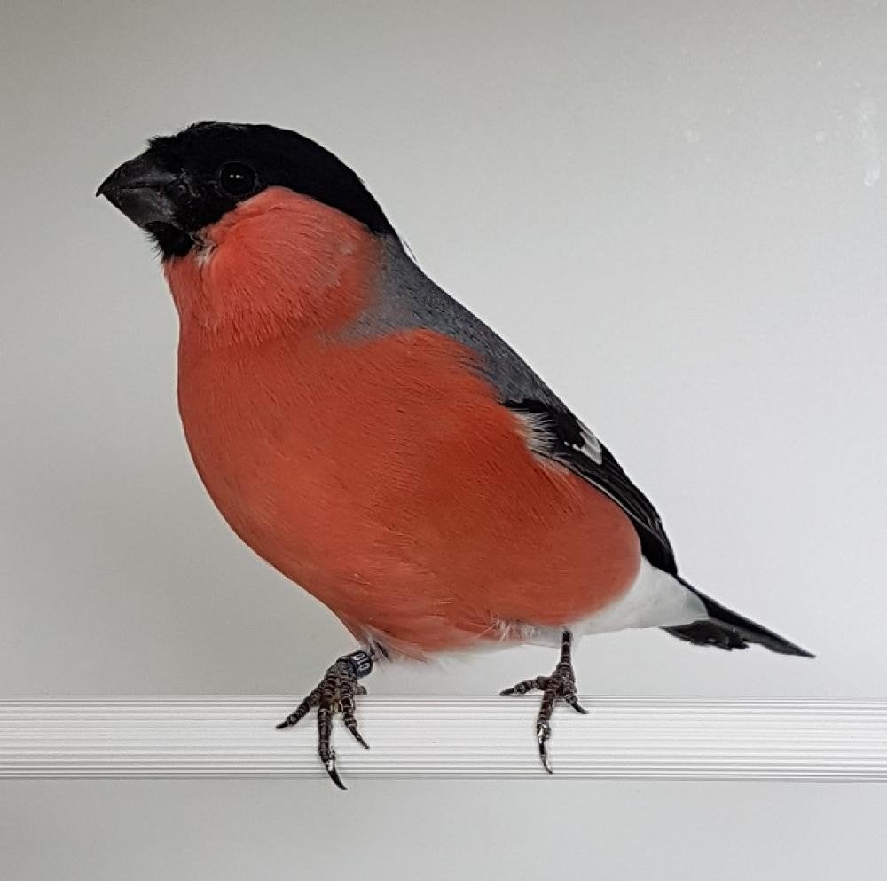 Noorse goudvinken., Dieren en Toebehoren