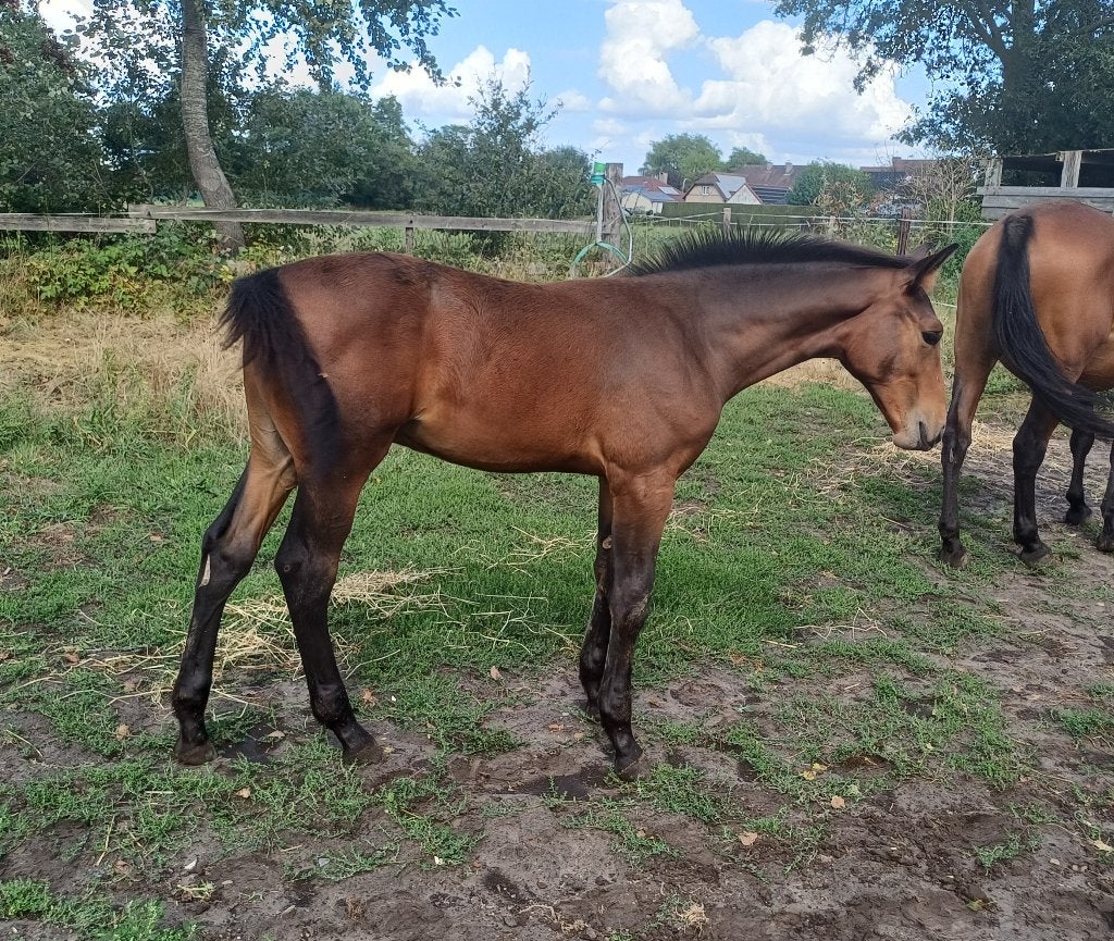 HENGSTVEULEN PEGASE X THUNDER X NABAB, Étalon, Cheval de saut, 0 à 2 ans