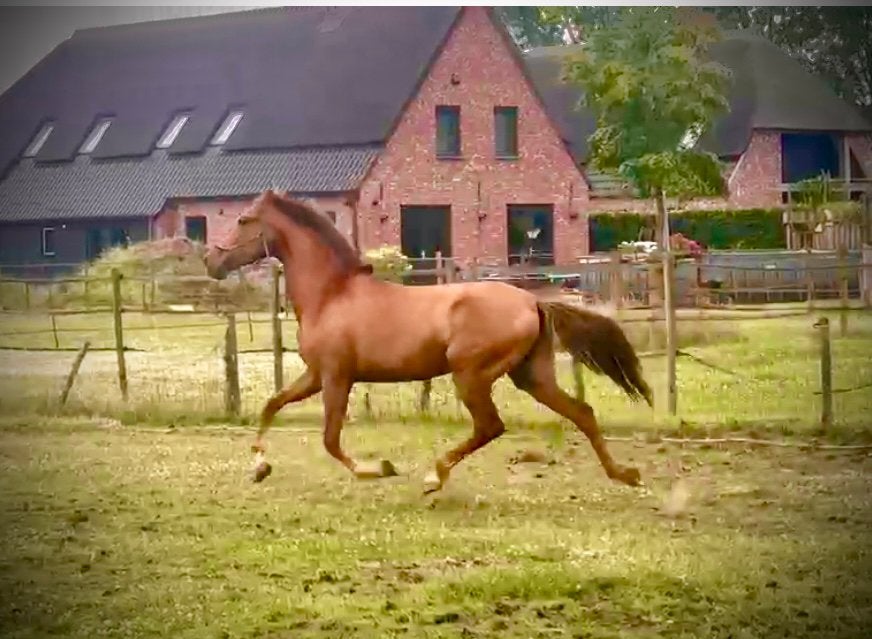 Prijsverlaging!! PRE merrie met super papier!!, Merrie, Met stamboom, Dressuurpaard, 3 tot 6 jaar