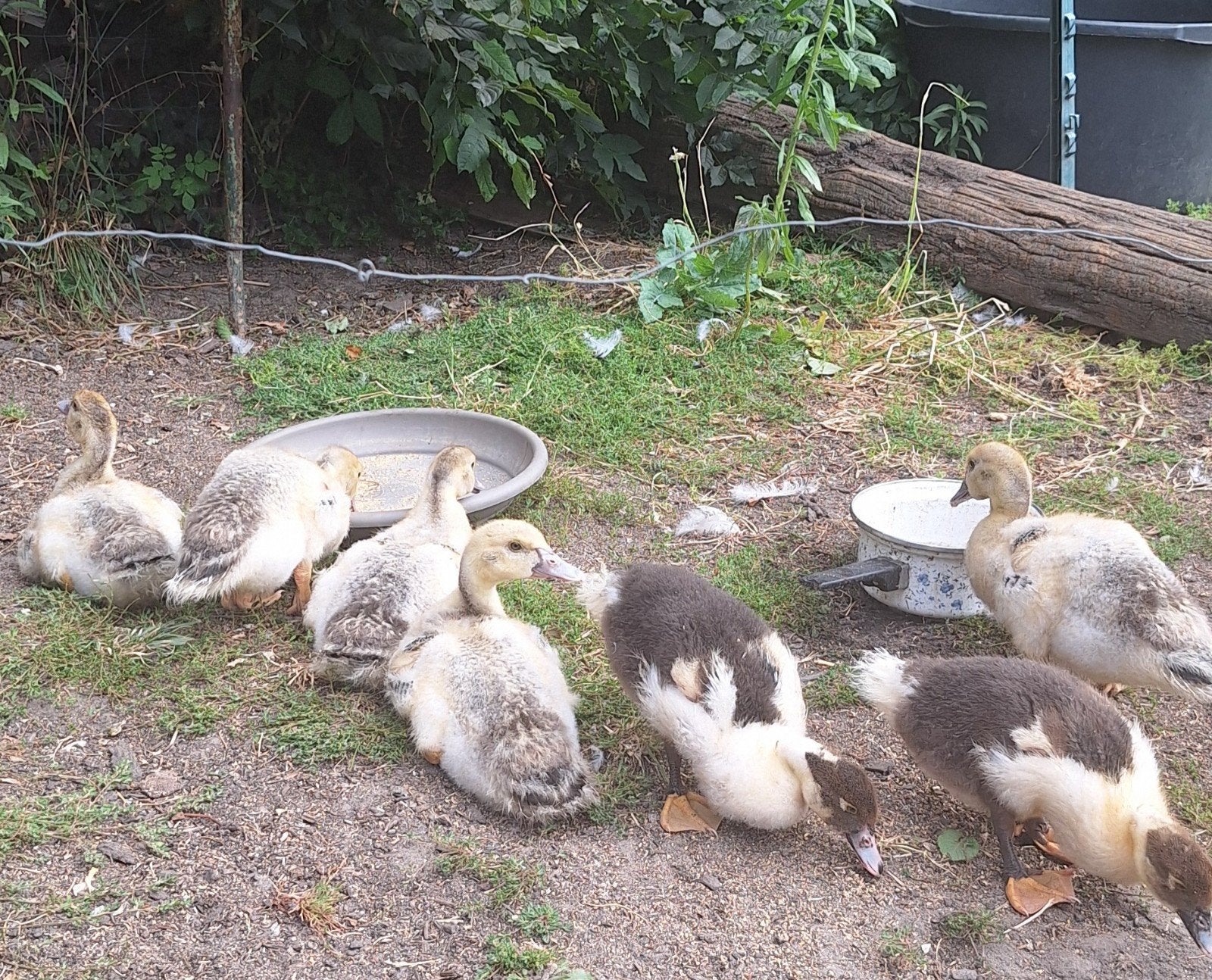 Barberiekuikens. 9 stuks, Dieren en Toebehoren
