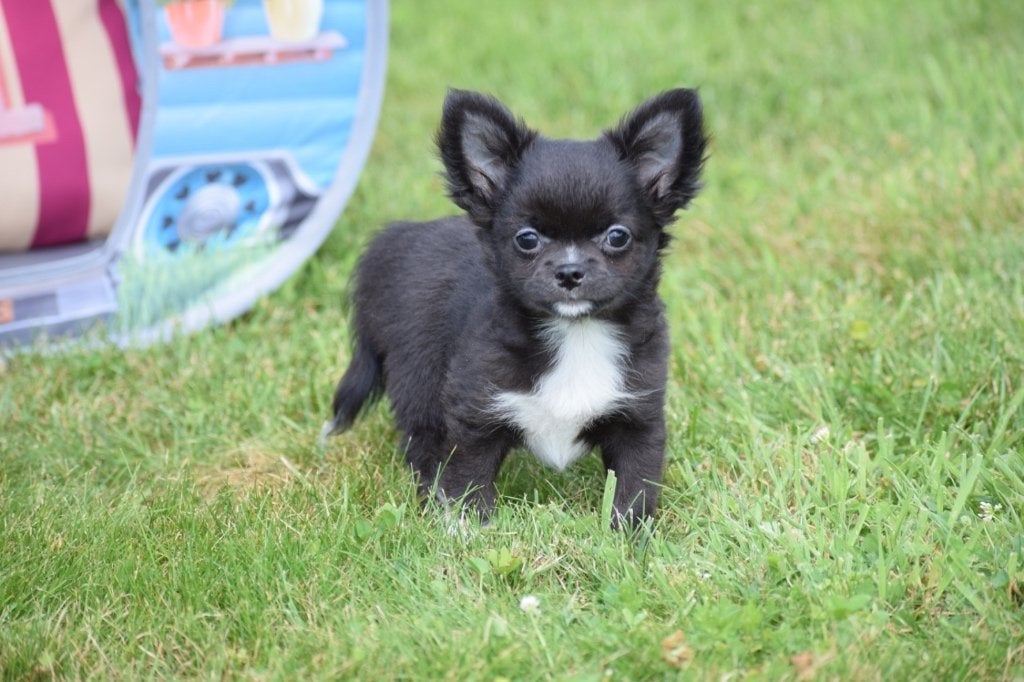 Chihuahua pups klein blijvend, België, 15 weken tot 1 jaar, Parvo, Meerdere