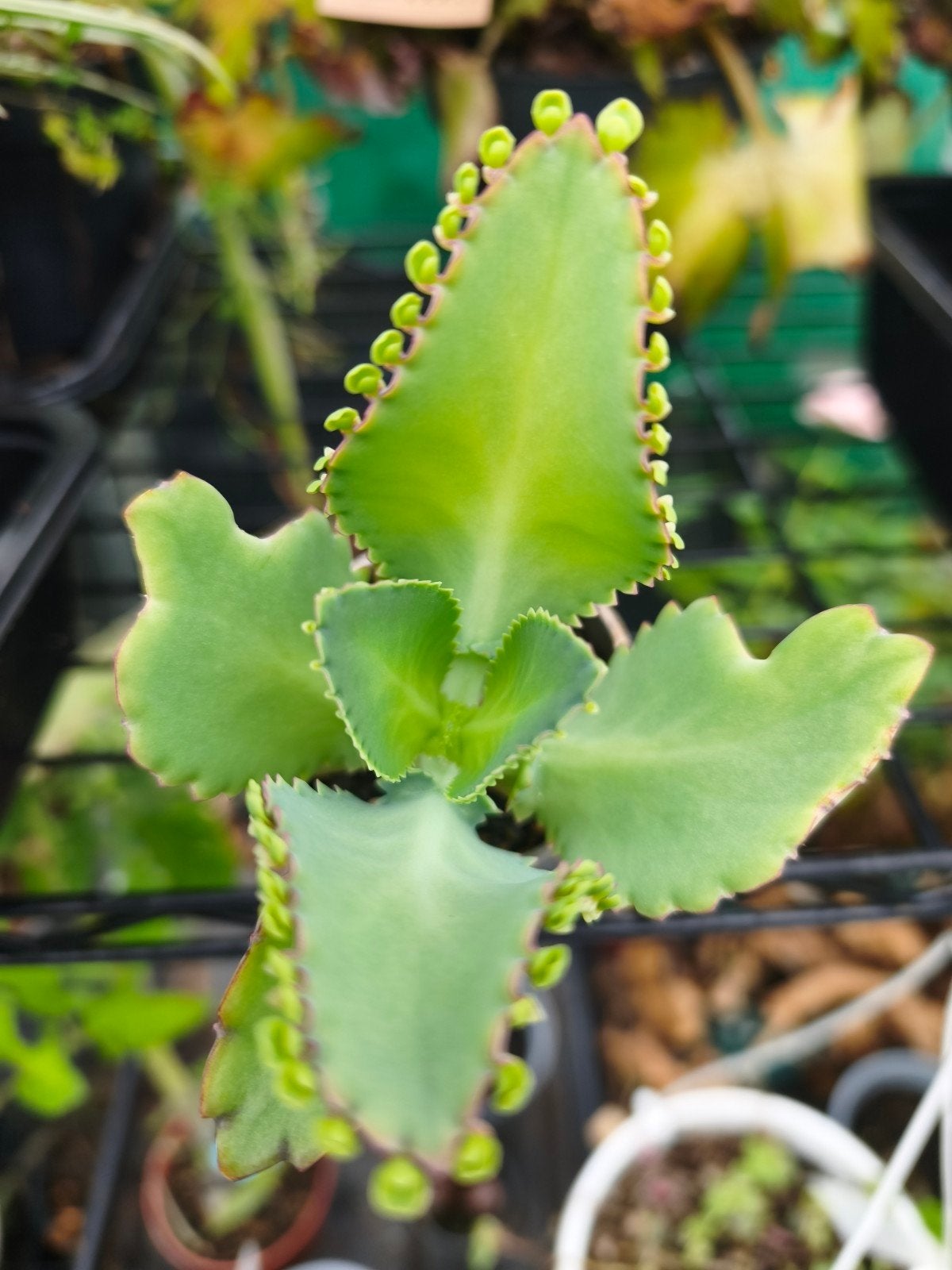 Kamerplant: Mother of thousands, Ophalen