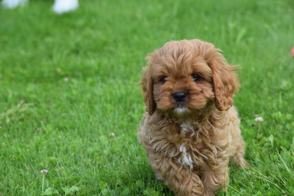 Nouveau nid pour chiots Cavapoo, Animaux & Accessoires, Chiens | Sans pedigree, 15 semaines à 1 an, Hépatite contagieuse (maladie de Rubarth)