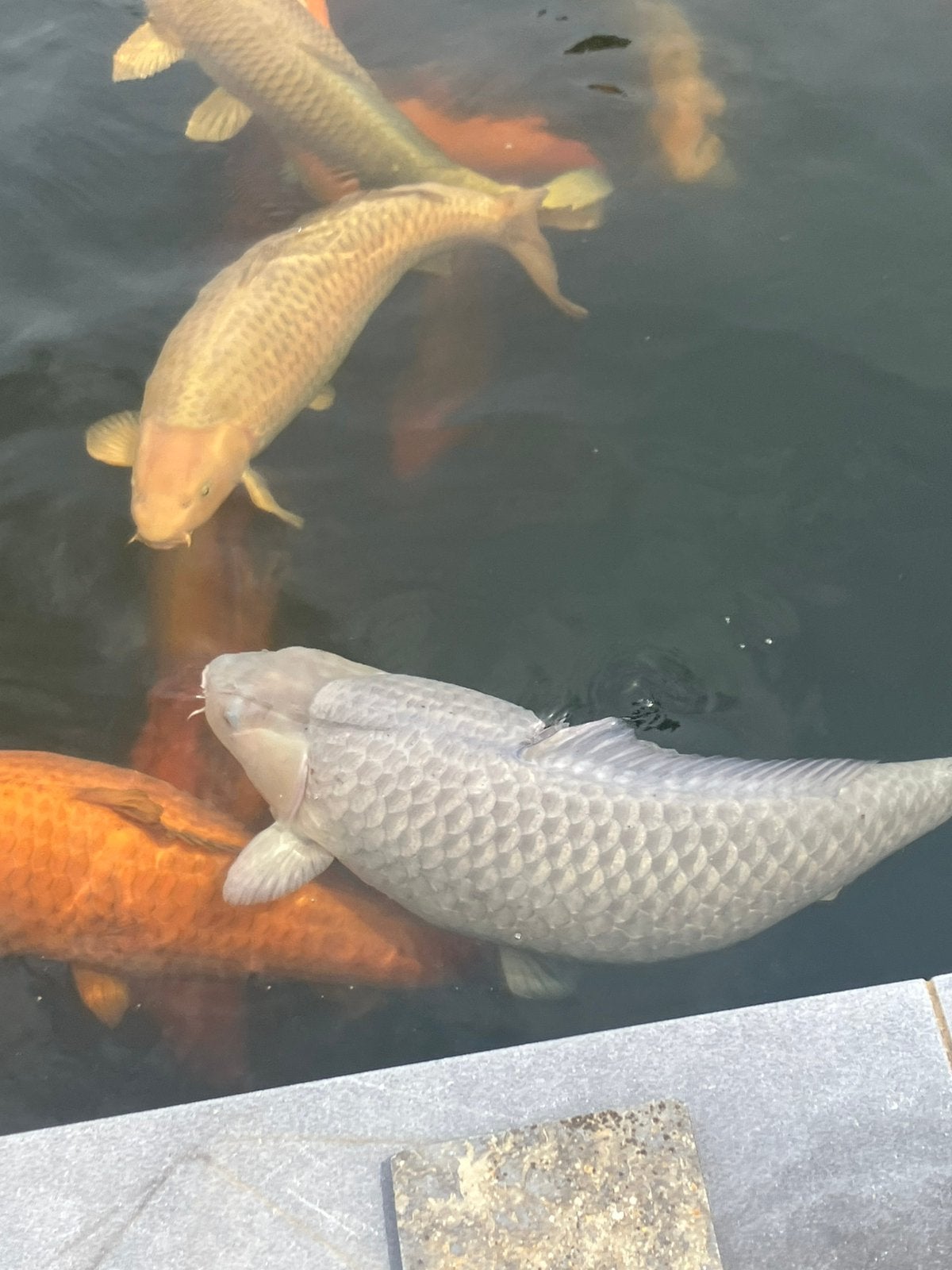 Grote Japanse koi ‘s, Dieren en Toebehoren, Vissen | Vijvervissen