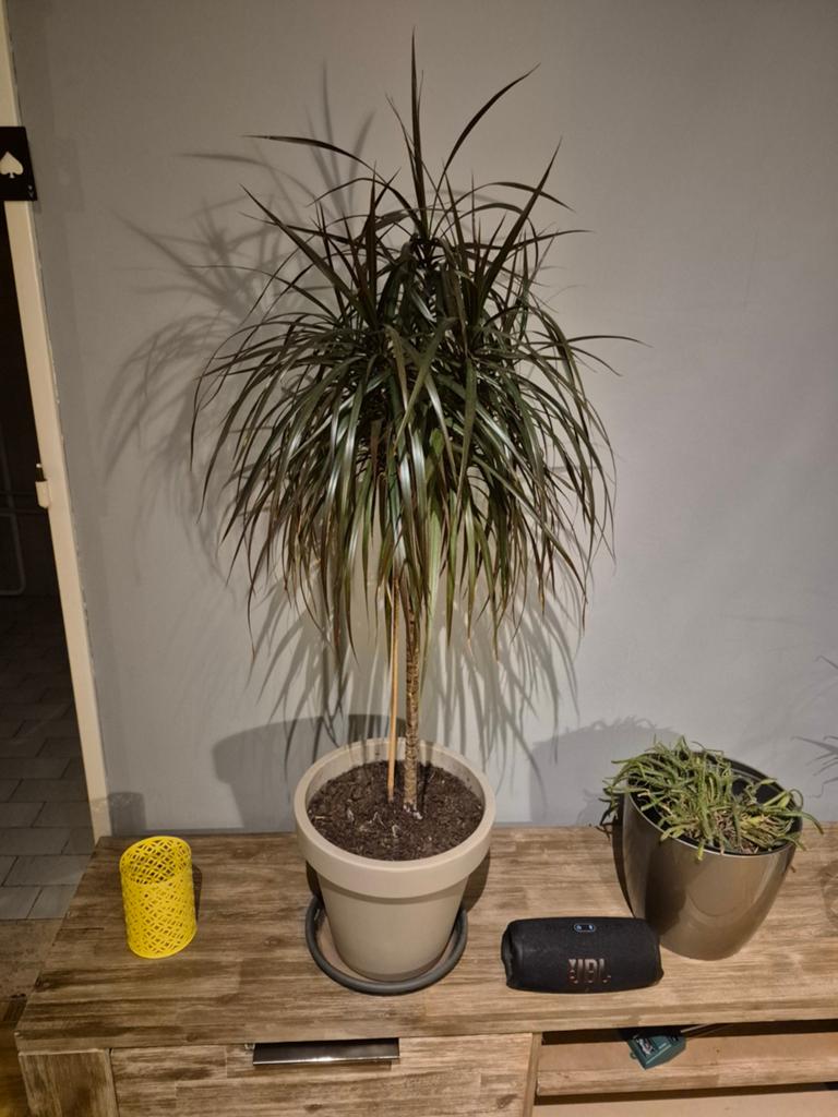 Kamerplant, Tuin en Terras, Planten | Tuinplanten, Ophalen