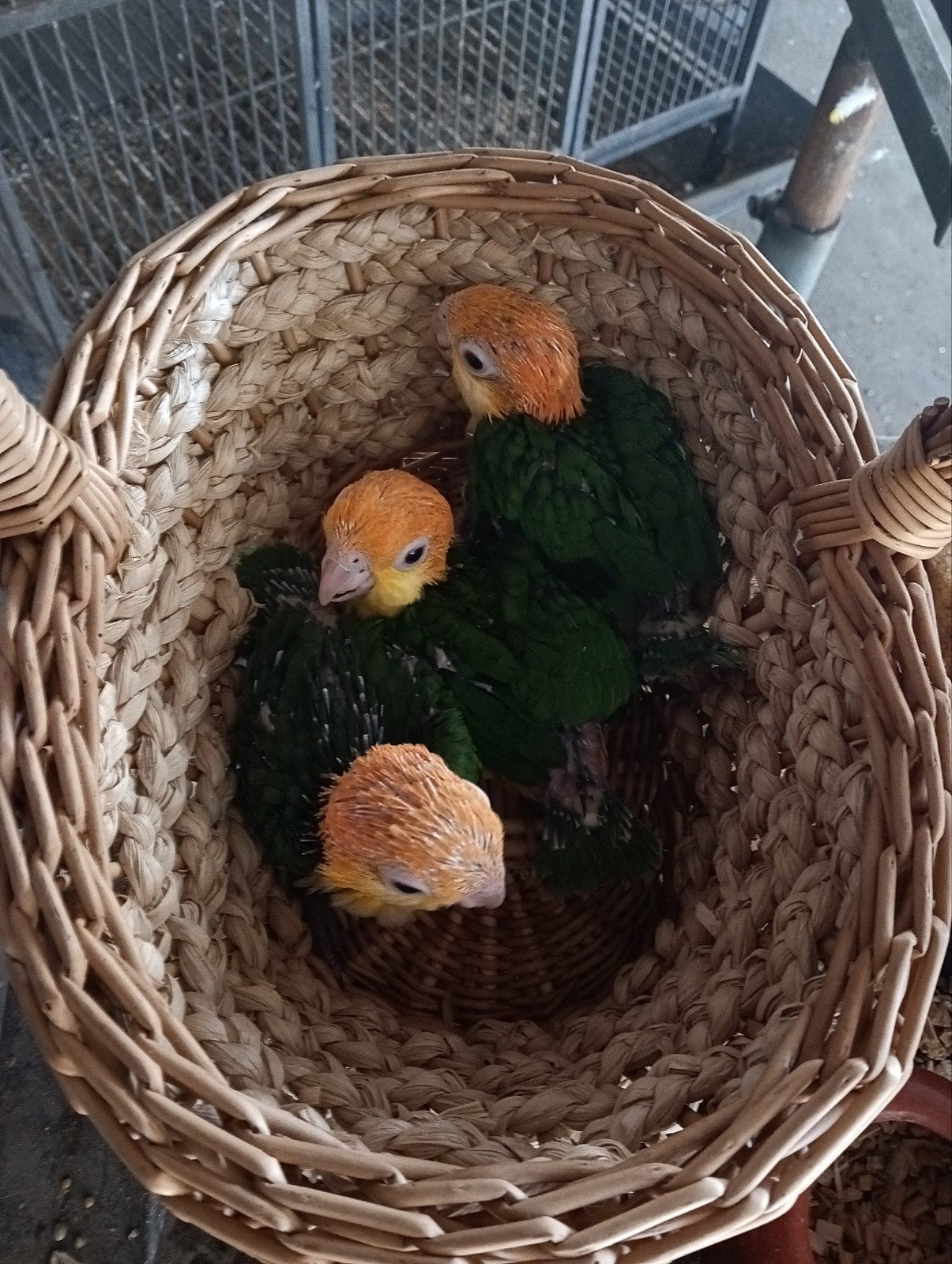 Roestkop caique
