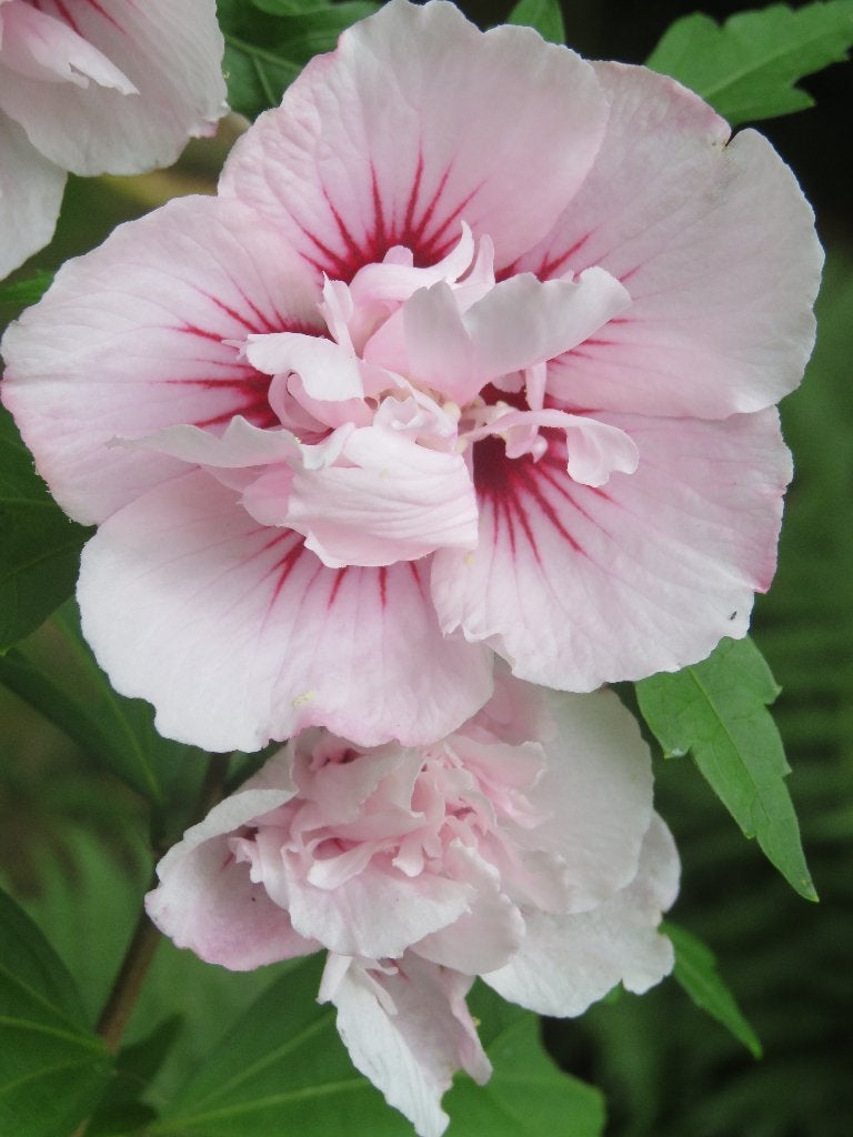 Hibiscus pink chiffon, Tuin en Terras, Ophalen, Overige soorten, Struik, 100 tot 250 cm