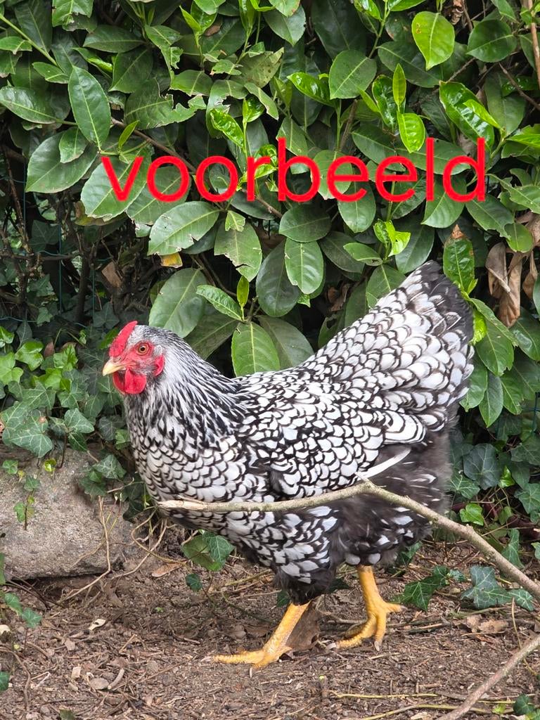 Wyandotte groothoender wit over zwart kuikens, Animaux & Accessoires, Volatiles, Poule ou poulet, Sexe inconnu