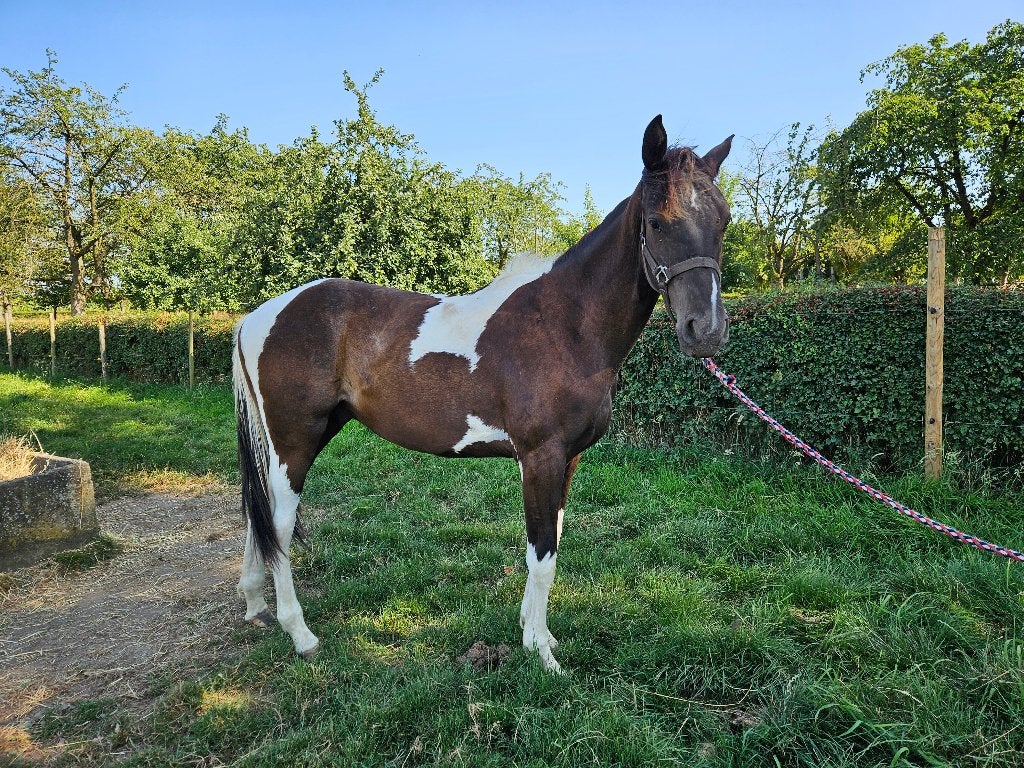 Knappe jaarling hengst, Springpaard, Met stamboom, 0 tot 2 jaar, Hengst