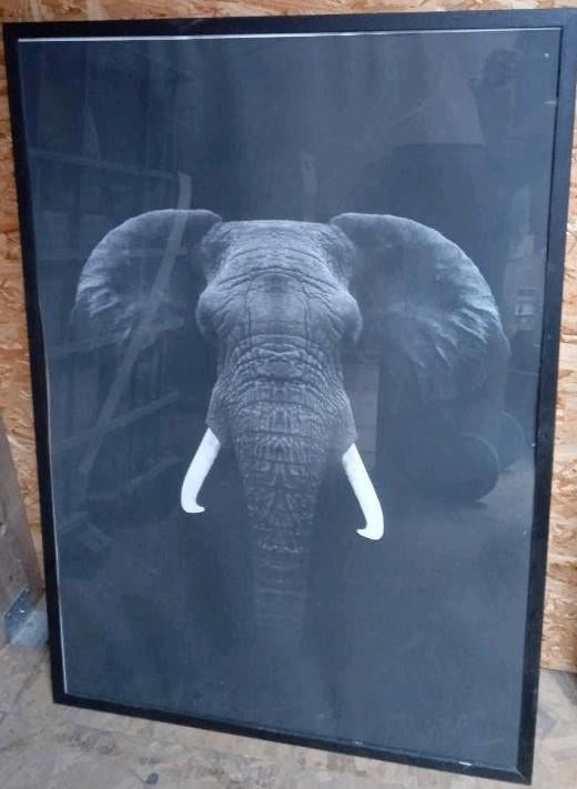 Photo d’éléphant, Enlèvement