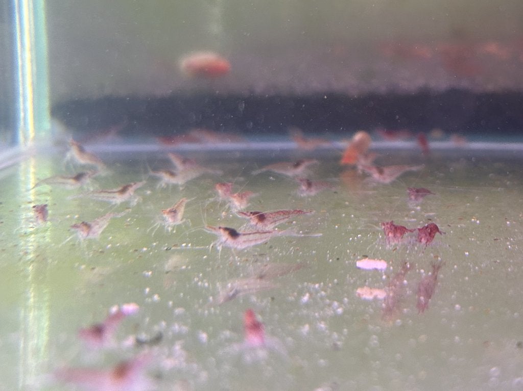 Low grade cherry shrimp - Neocaridina davidi, Dieren en Toebehoren, Kreeft, Krab of Garnaal, Zoetwatervis, Schoolvis