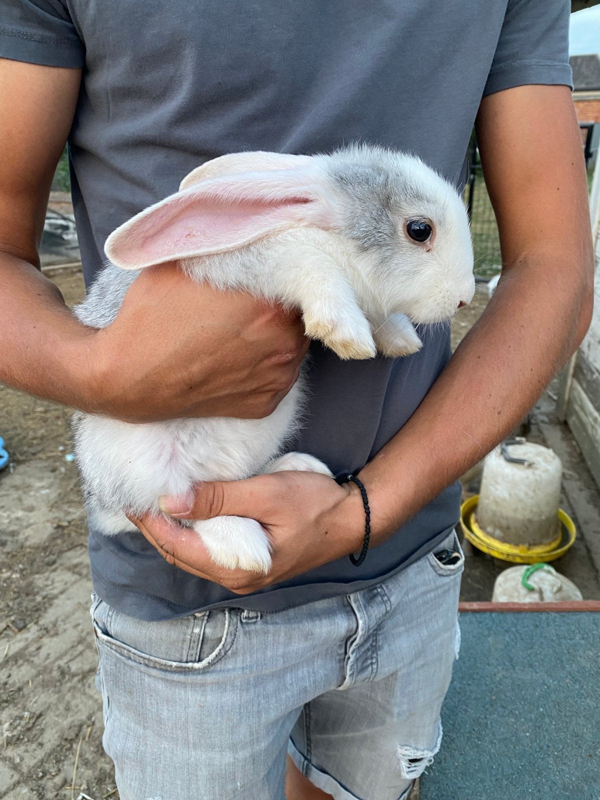 Vlaams/duitse reusjes, Plusieurs animaux, Grand, 0 à 2 ans