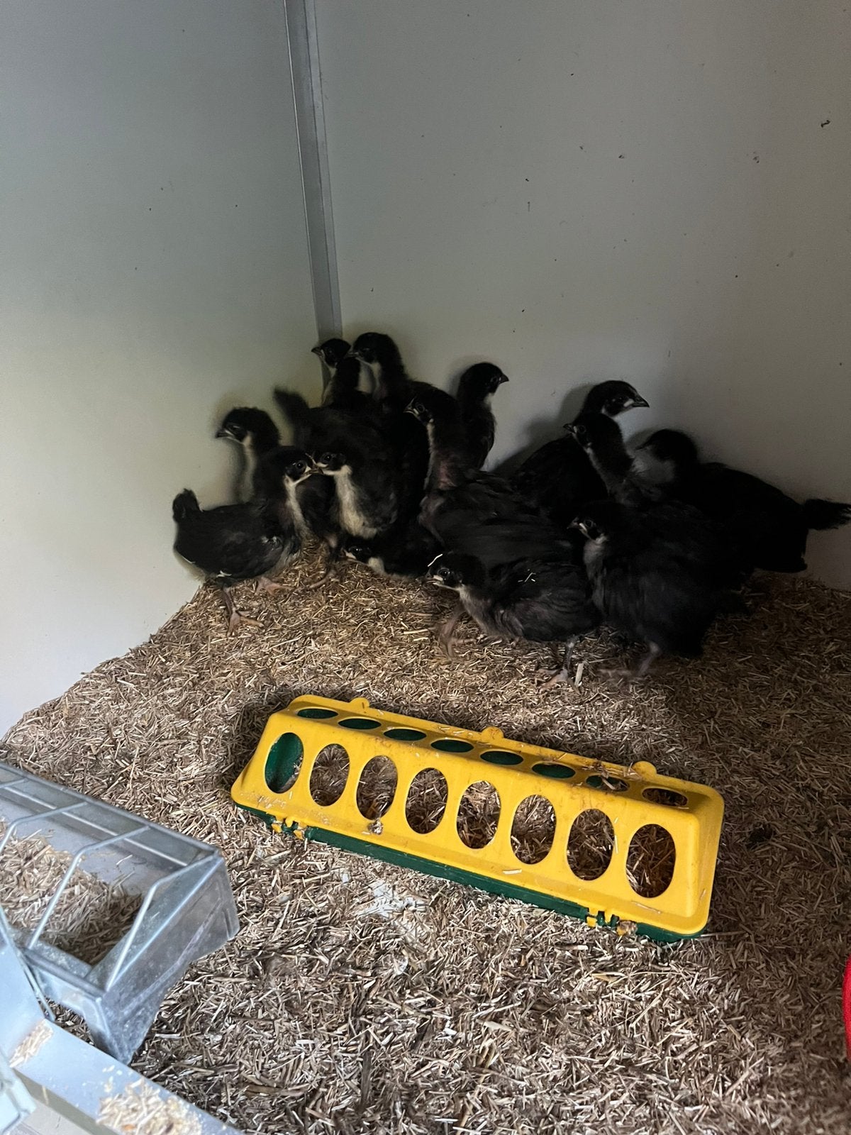 Australorp kuikens 3 weken