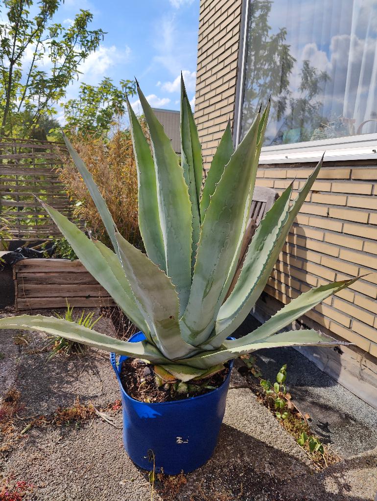 agave americana, 4 plus 1 grote, Tuin en Terras, Planten | Tuinplanten, Ophalen, Vaste plant, Overige soorten, Volle zon