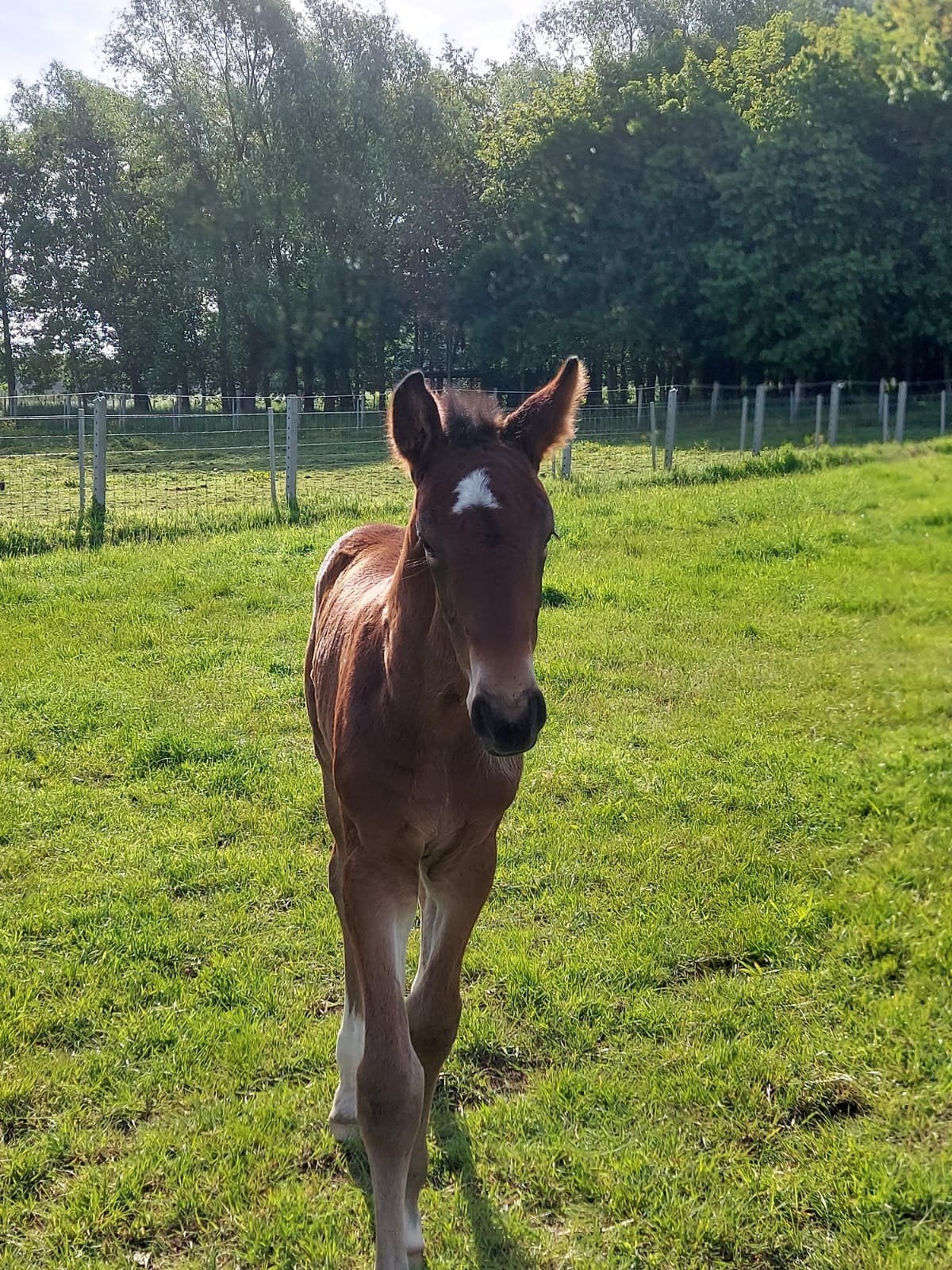 poulain, Animaux & Accessoires, Étalon, Cheval de saut, Avec pedigree, 0 à 2 ans