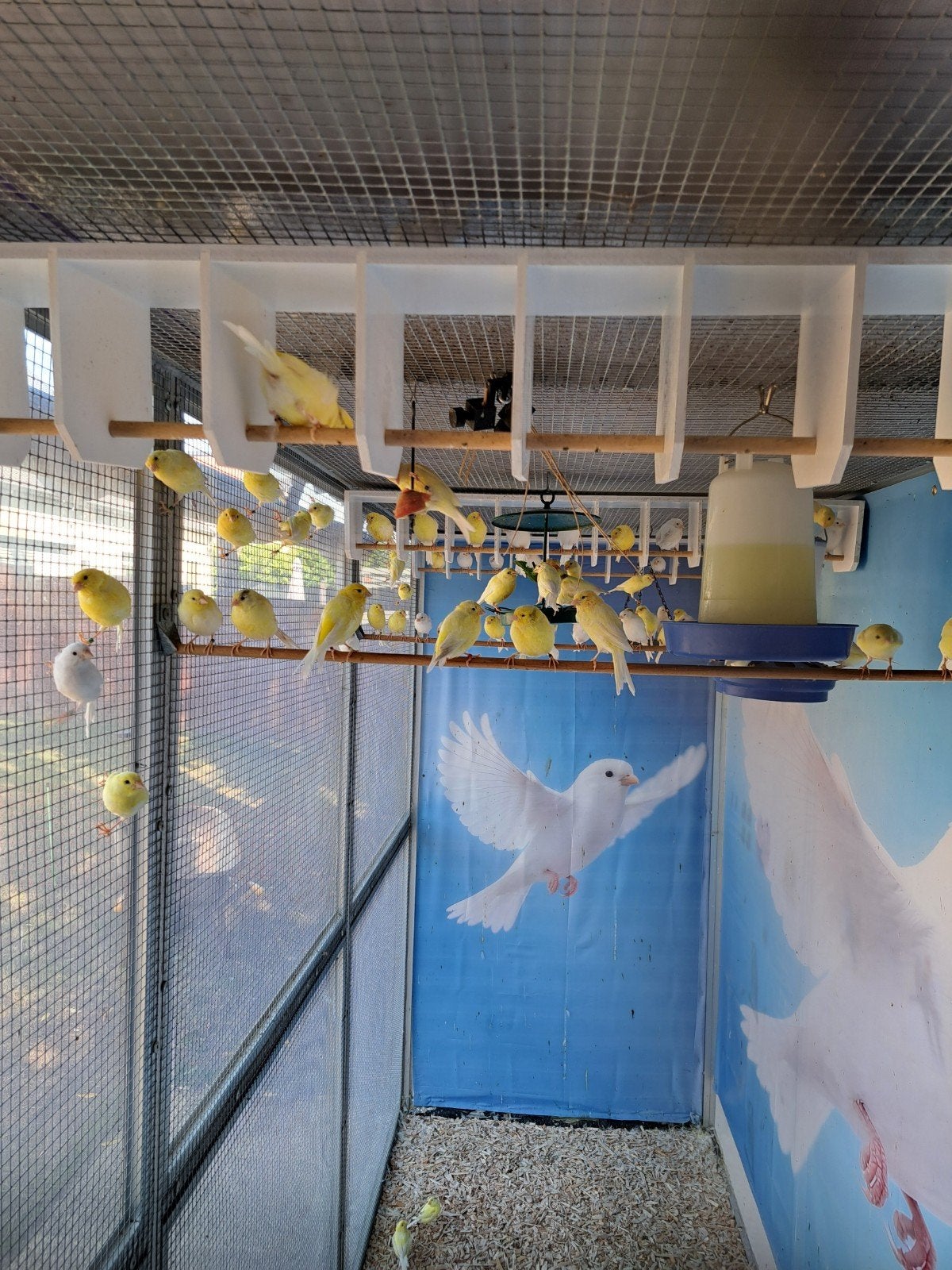 jongen waterslagers, Dieren en Toebehoren, Vogels | Kanaries