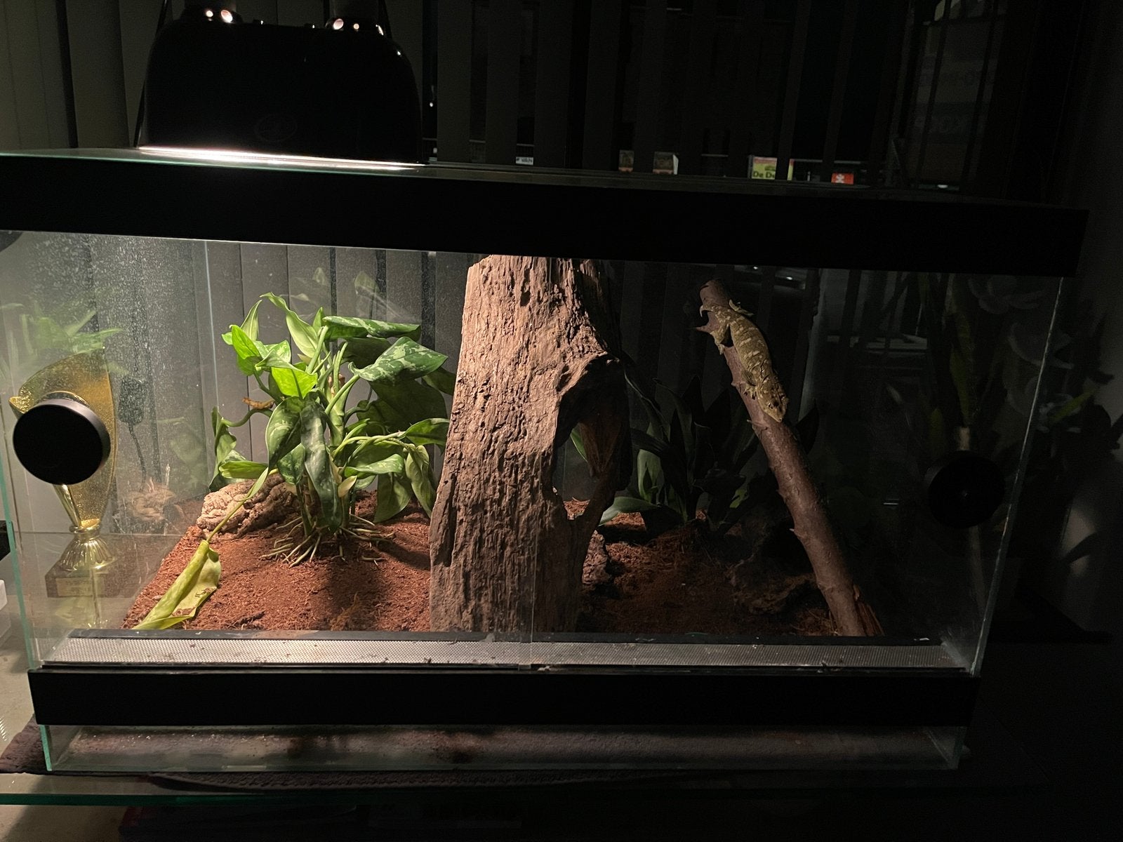 Leachianus bayonnaise, Dieren en Toebehoren, Overige soorten, Met terrarium, 0 tot 2 jaar