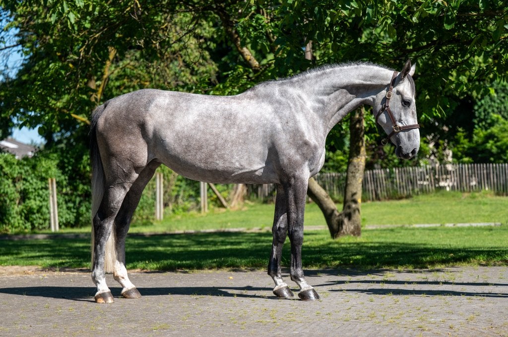 Chevaux sauteurs, embryons et sperme aux enchères ESHA, Animaux & Accessoires, Chevaux, Z, 165 à 170 cm, Plusieurs animaux, Avec pedigree