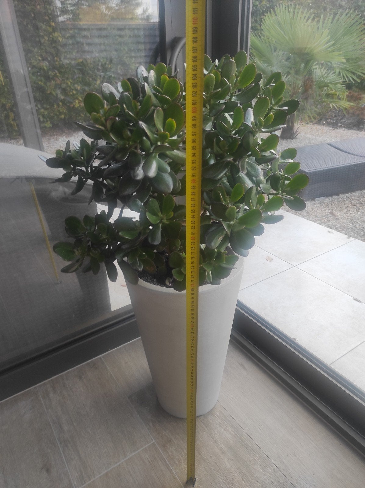 ovata crassula verplant met pot, Enlèvement