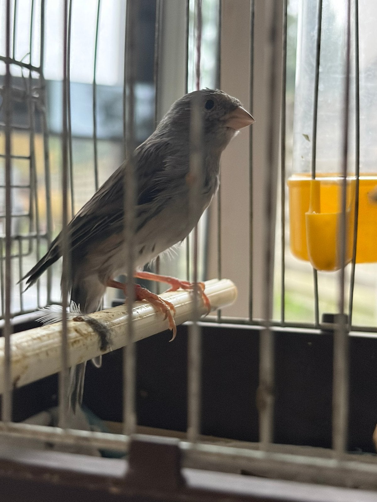 Koppel kanarie, Meerdere dieren, Zangkanarie