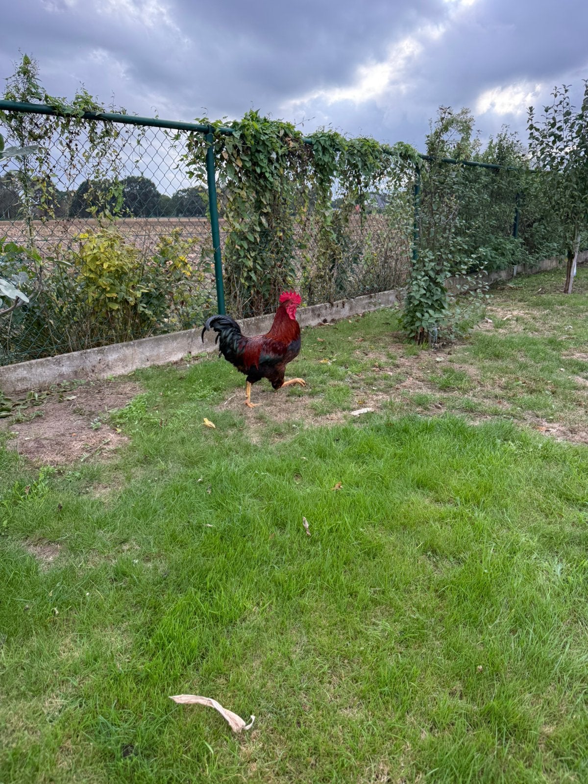 Hanen, Dieren en Toebehoren