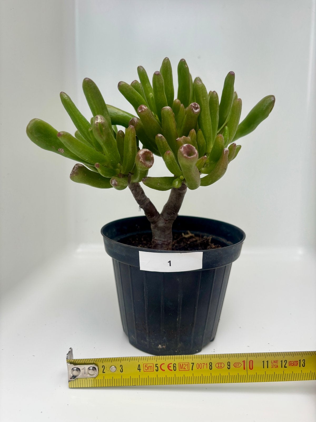 Crassula Hobbit Bonsai, Jardin & Terrasse, Autres espèces, Plein soleil, Été, Enlèvement